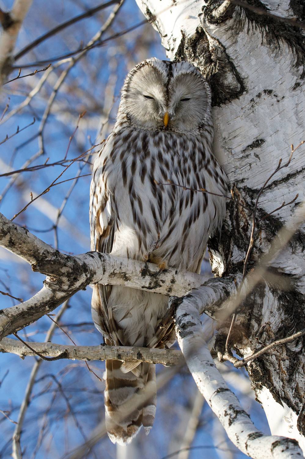 , Гильманов Артур