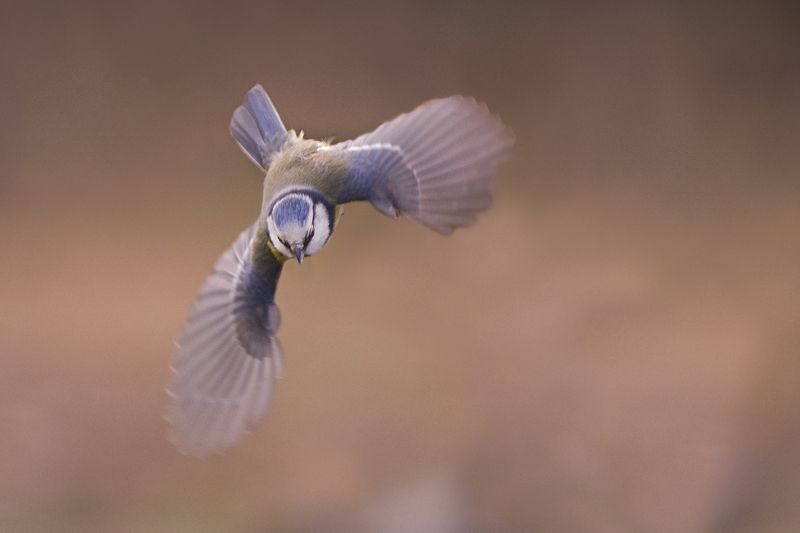 Устремphoto preview