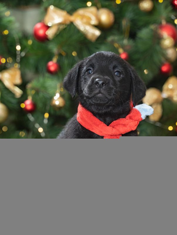 Фотопёсphoto preview