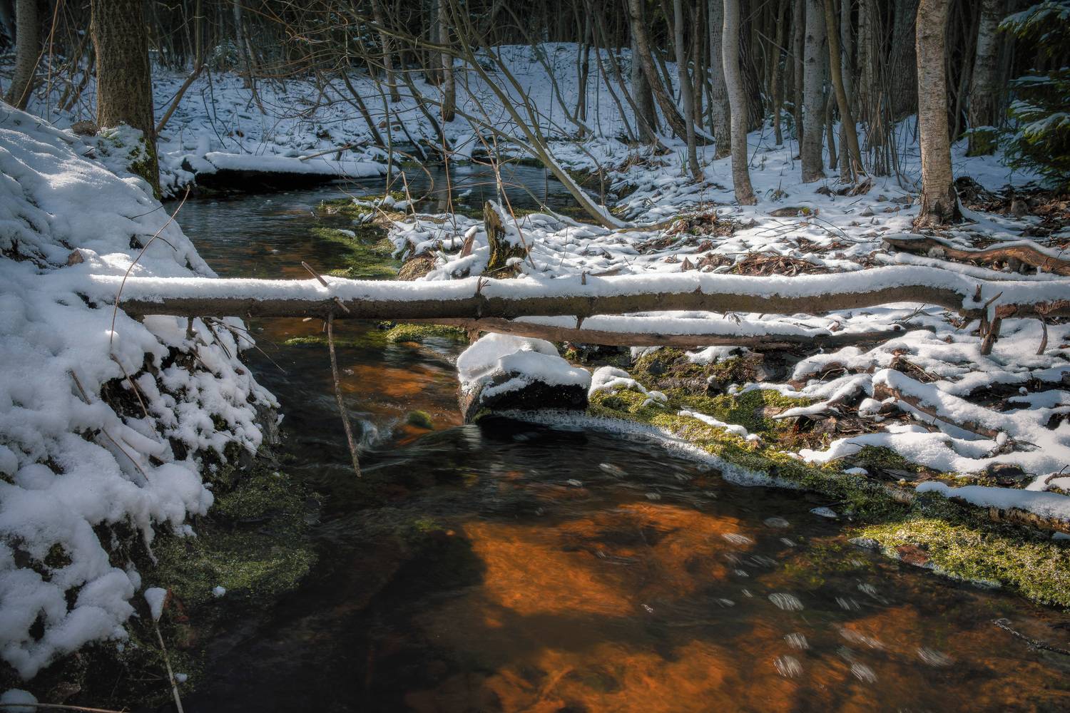 Лесной ручей с красной глиной. Автор: Валерий Вождаев лес, деревья, ручей, снег, Валерий Вождаев