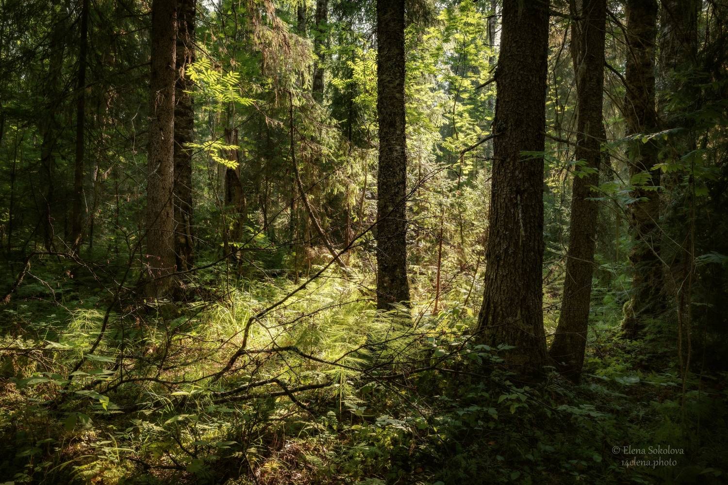 Таёжная глухомань. Автор: Соколова Елена лес, лето, тайга, чаща, бурелом, дремучий лес, Соколова Елена