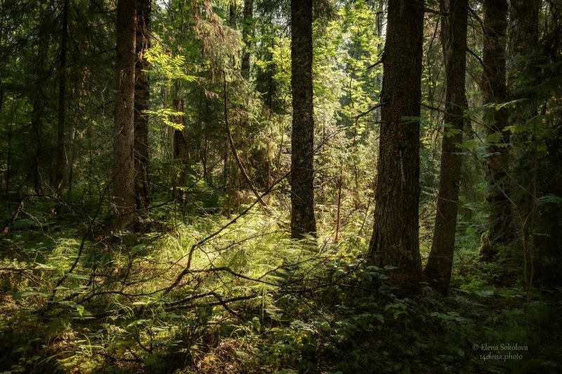 лес, лето, тайга, чаща, бурелом, дремучий лес Таёжная глухоманьphoto preview