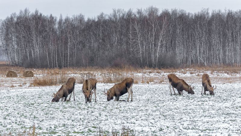 животное, лось, поле, озимые, зима, на озимых..photo preview