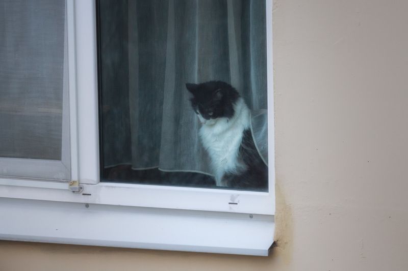 город, кошка, кот, окно, кошканаокошке В ожидании Кота Морозаphoto preview