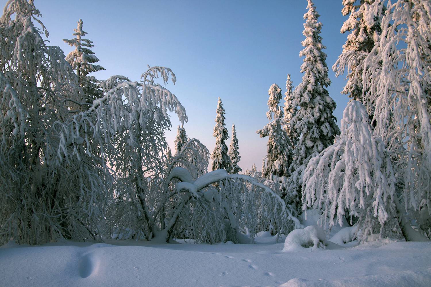 Снежная. Автор: Lapland швеция, Lapland