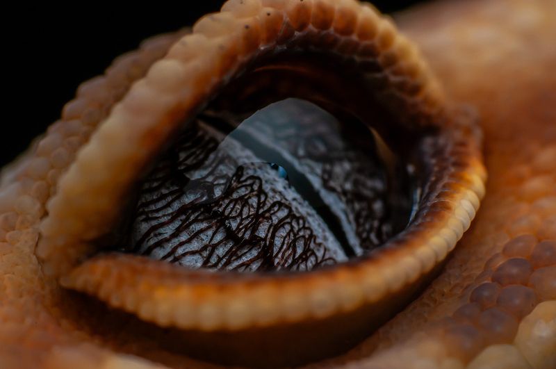 Closeup Eyeshotphoto preview