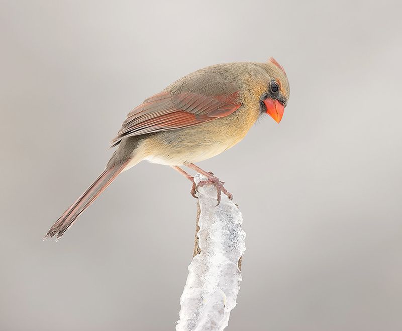 красный кардинал, northern cardinal, cardinal,кардинал,зима Female, Northern Cardinal  - дама, Красный кардиналphoto preview