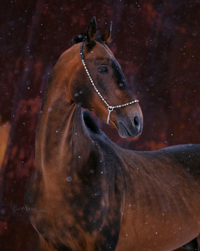 Лошадь, лошади, портрет , horse, horses, portrait  Голденphoto preview