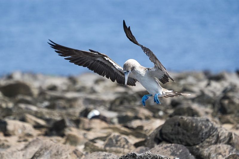 boobies boobiesphoto preview