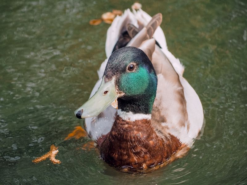 селезень, кряква, птица, портрет, утка, bird, portrait, duck А что у вас?photo preview