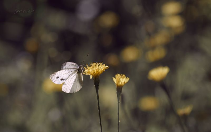 бабочка Было летоphoto preview