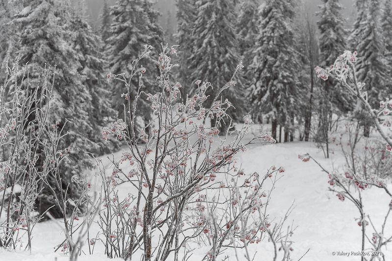 сибирь, зима, иней, снег, рябина, пихты, шерегеш, горная шория, с новым годом! Рябиновый Шерегеш фото превью