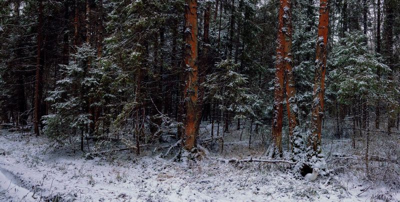 Красные стволыphoto preview