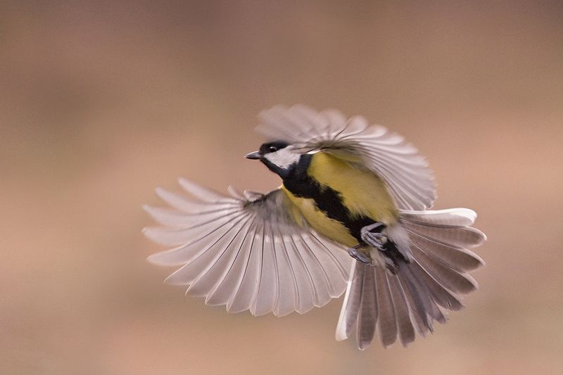 Большая синицаphoto preview