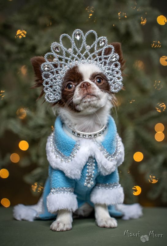 Собака, чихуахуа, Новый Год, Снегурочка  Снегурочка Лу - Луphoto preview