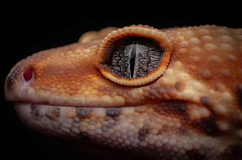 Tangerine Leopard Geckophoto preview