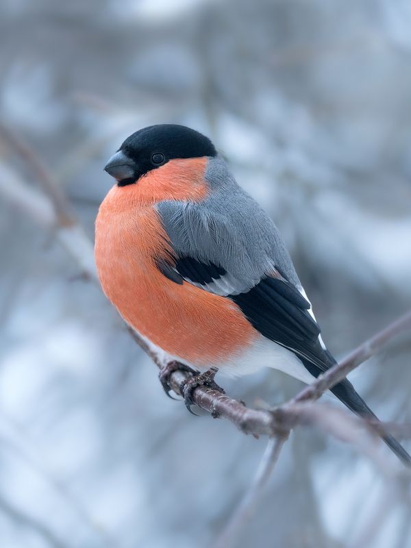 снегирь, птица, птицы, фауна, фотоохота, природа Снегирьphoto preview