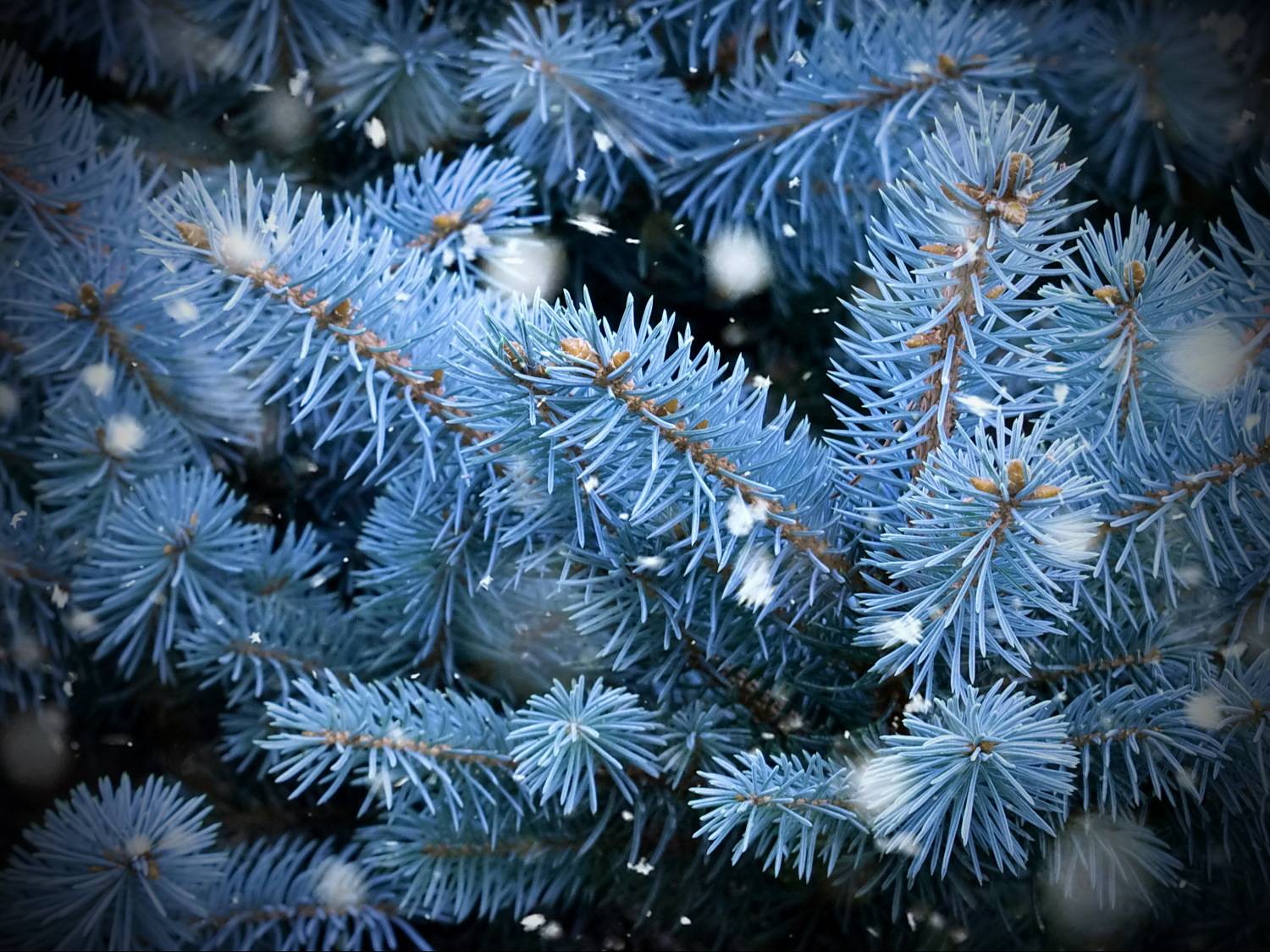 , Razgulyaev Aleksandr