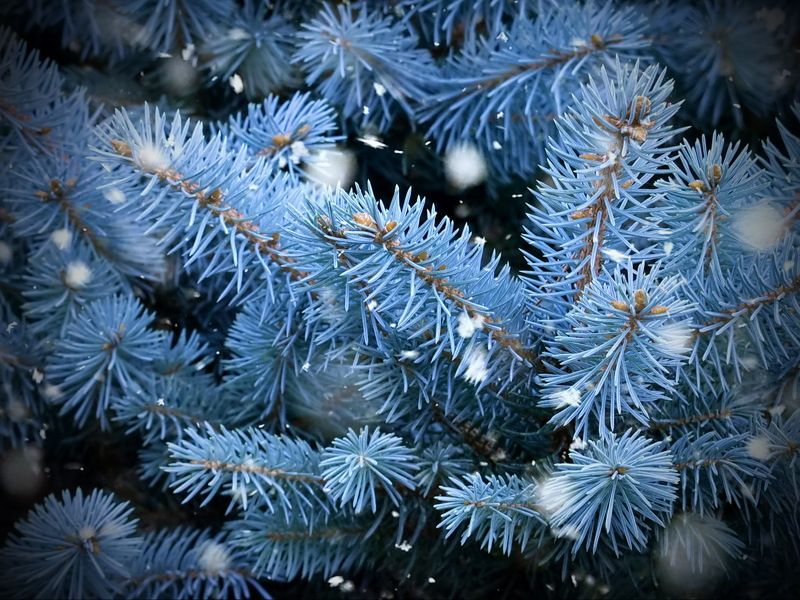 Новогодняяphoto preview