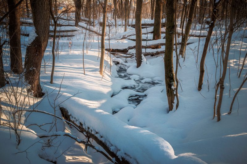 лес, деревья, снег, снег В зимнем лесу фото превью