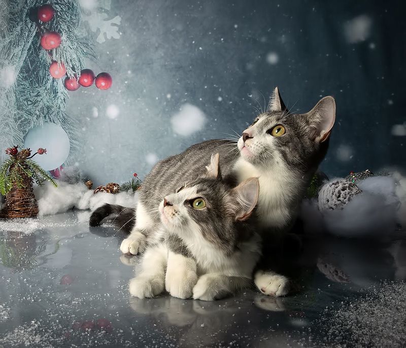 котята, kittens, домашнии питомцы, cat, кот, кошка,новый год Котята! С Новым Годом!photo preview