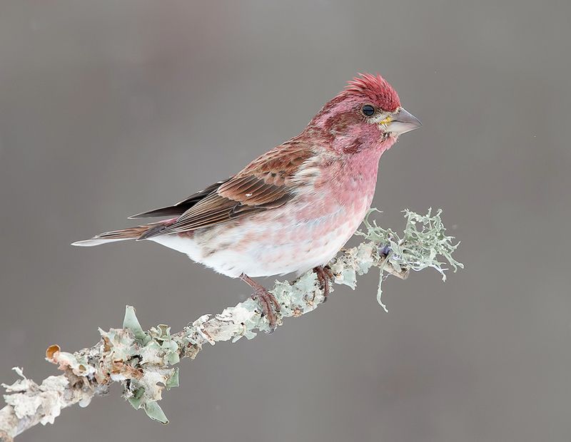 purple finch, пурпурная чечевица, чечевица, зима Purple finch, male - Пурпурная чечевицаphoto preview