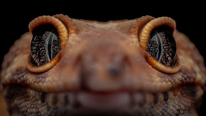 Tangerine Leopard Geckophoto preview