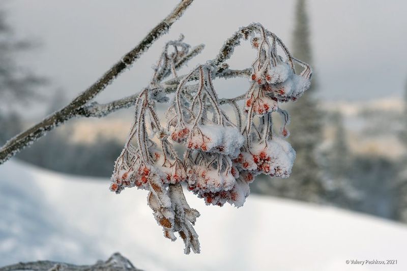 сибирь, зима, иней, снег, рябина, пихты, шерегеш, горная шория, с новым годом! Про рябину фото превью