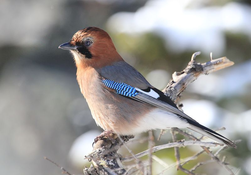 сойка трансформацияphoto preview