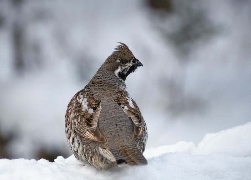 сибирь, рябчик, столбы, птицы Рябчикphoto preview