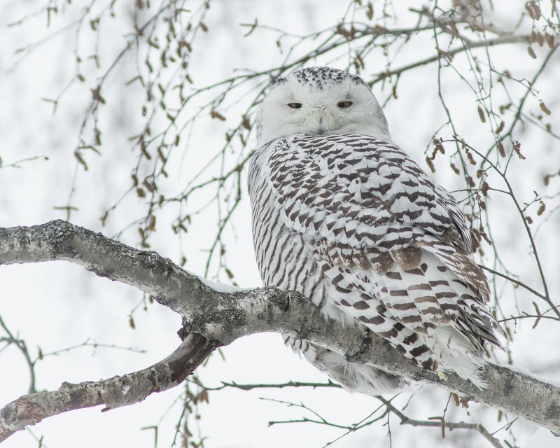 полярная сова Полярная соваphoto preview