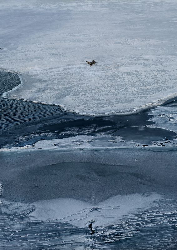 зима, пруд в парке, птицы зимой Зима. Птицы на зимнем прудуphoto preview