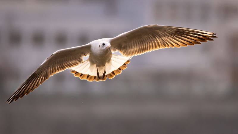 Gull фото превью