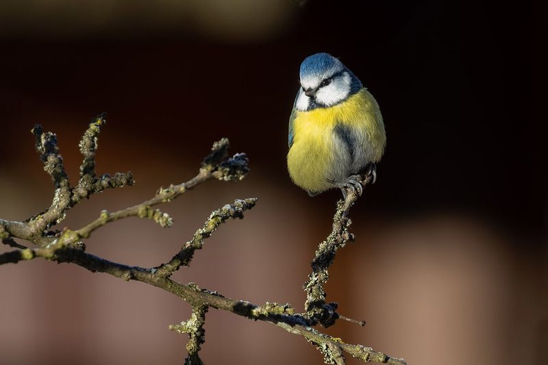 птицы, подмосковье ***photo preview