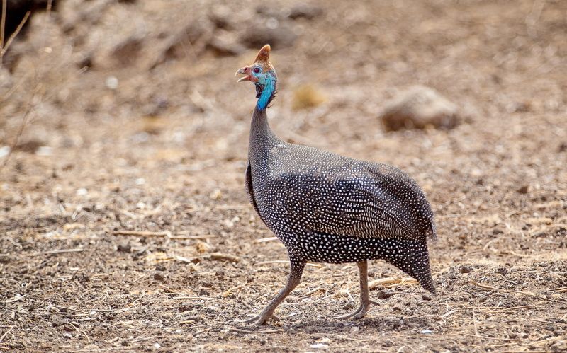 Цесарка Цесарка фото превью