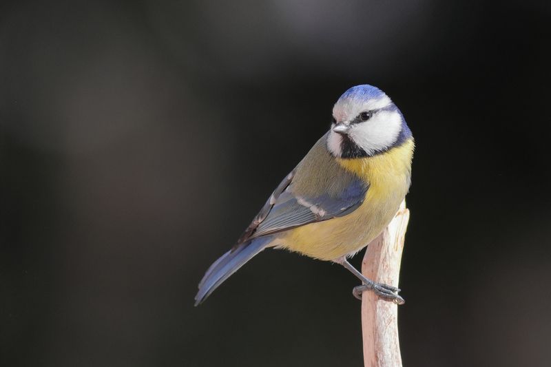 Обыкновенная лазоревкаphoto preview