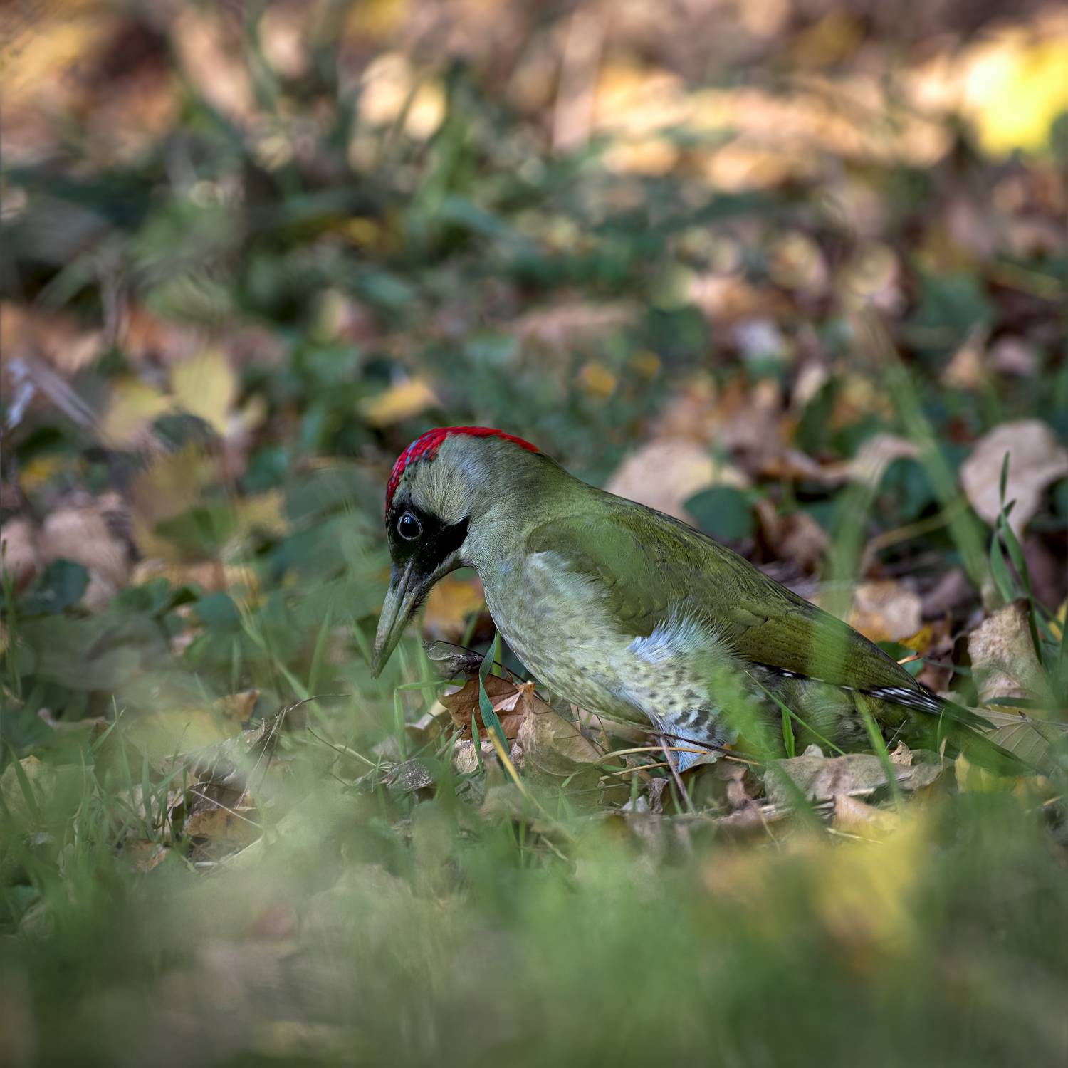 , Алексей Рыльский
