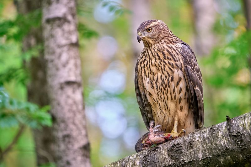 ястреб,ястреб-тетеревятник,тетеревятник,hawk,goshawk,nothern goshawk,eurasian goshawk,accipiter gentilis, Ястреб-тетеревятник фото превью