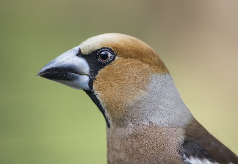 Дубонос  - портретphoto preview