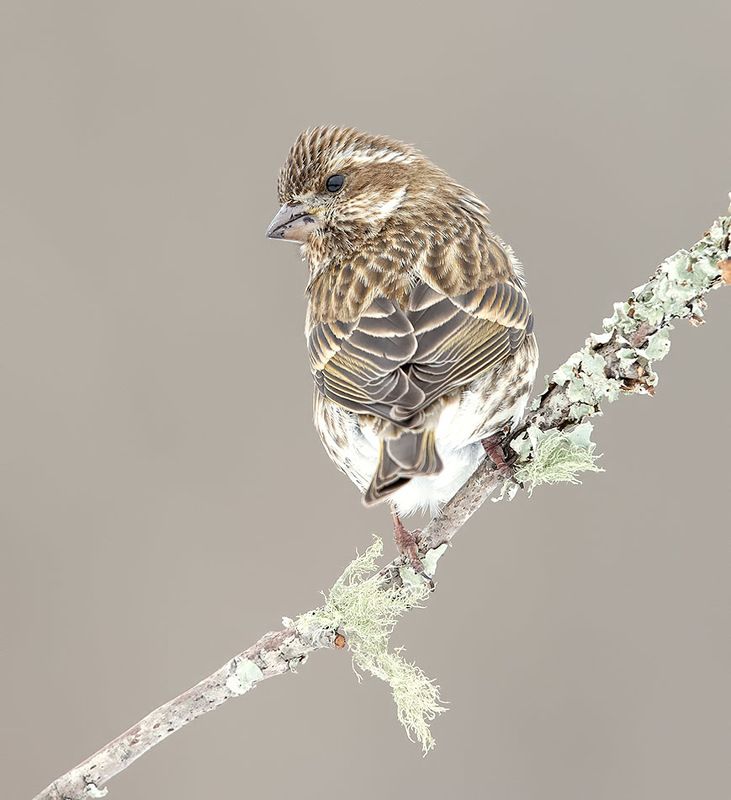 чечевица, зима,  purple finch,  finch Female, Purple finch - Пурпурная чечевица, cамкаphoto preview