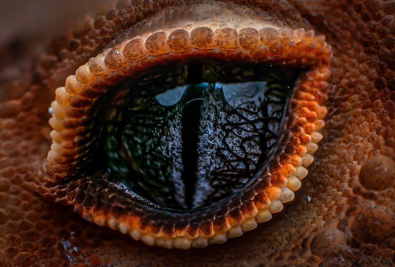 Closeup Eyeshot of a leopard geckophoto preview