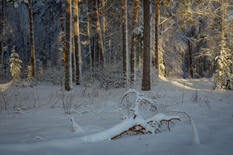 январь лес утро серково Там на неведанных...photo preview