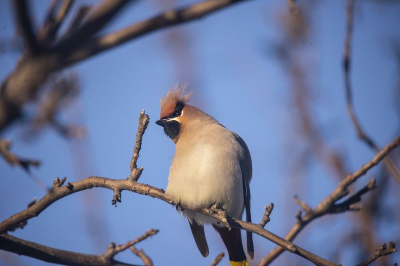 Наблюдатель.photo preview
