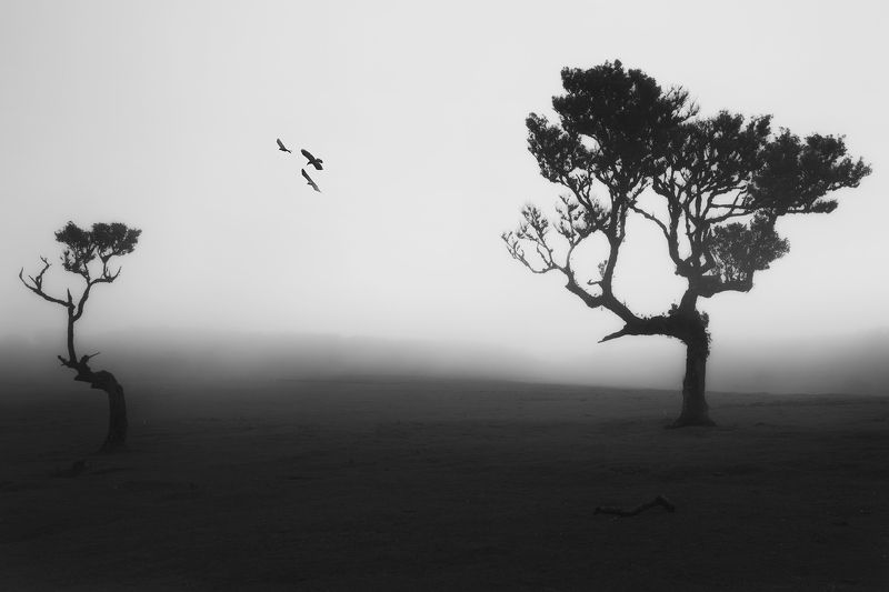 A Flight over Fanal Forestphoto preview