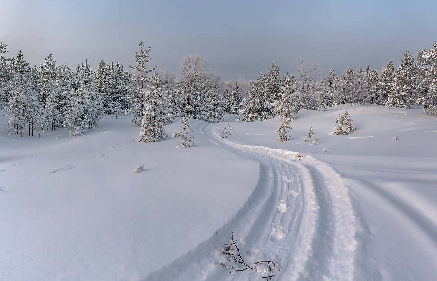 В студёную зимнюю пору.. Автор: Анкудинов Леонид снег, зима, следы, лес, сосны, иней, Анкудинов Леонид