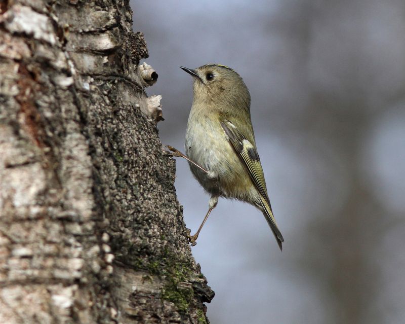 желтоголовый королёк, королёк, regulus regulus, goldcrest, парк имени макса ашманна Королёкphoto preview
