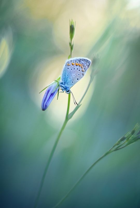 Акварельphoto preview