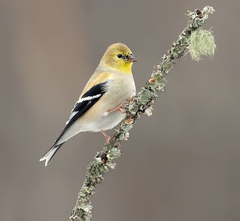 american goldfinch, американский чиж, чиж, winter birds, зимнии птицы American Goldfinch -  Американский чиж фото превью