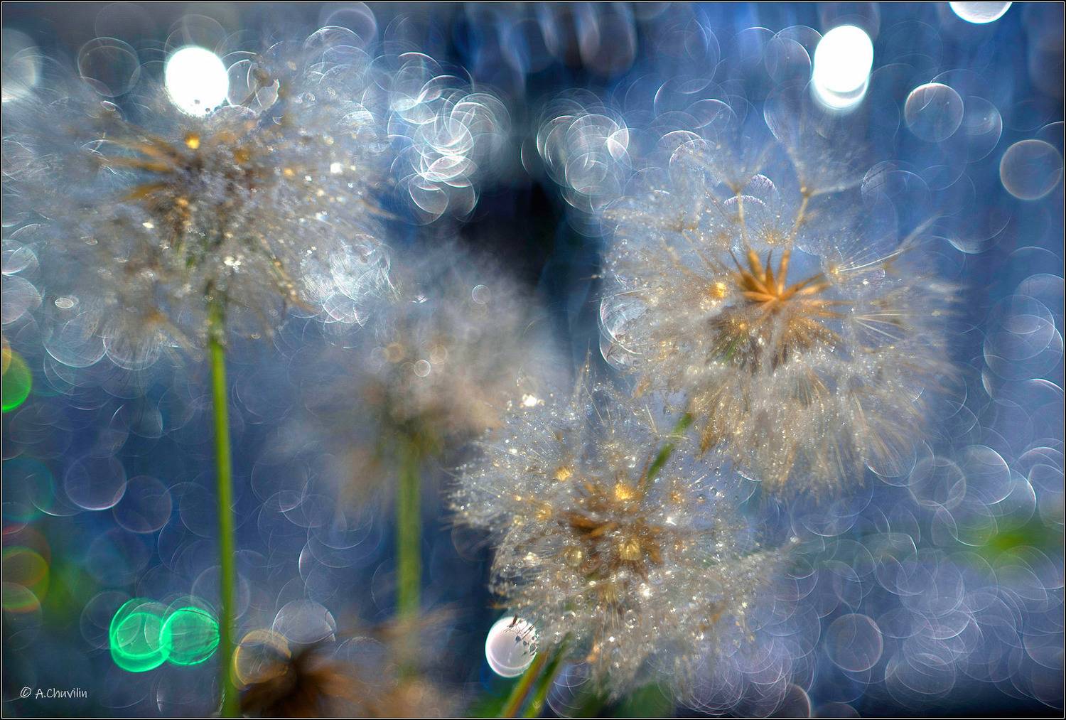 одуванчик,новый,год,хрусталь, Александр Чувилин