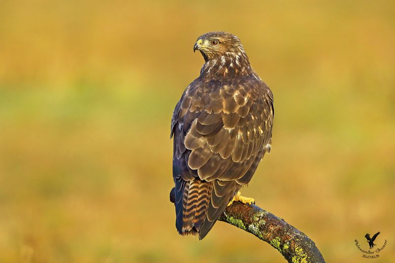 канюк Оглянись. фото превью